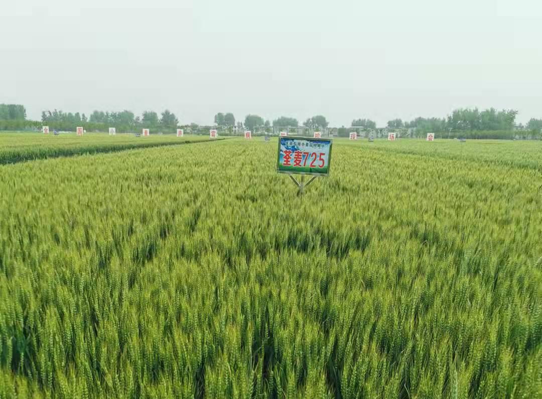 1、荃麥725.jpg